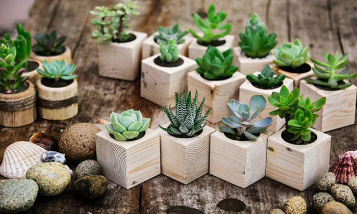 Cây hoa đá mang một vẻ đẹp quyến rũ