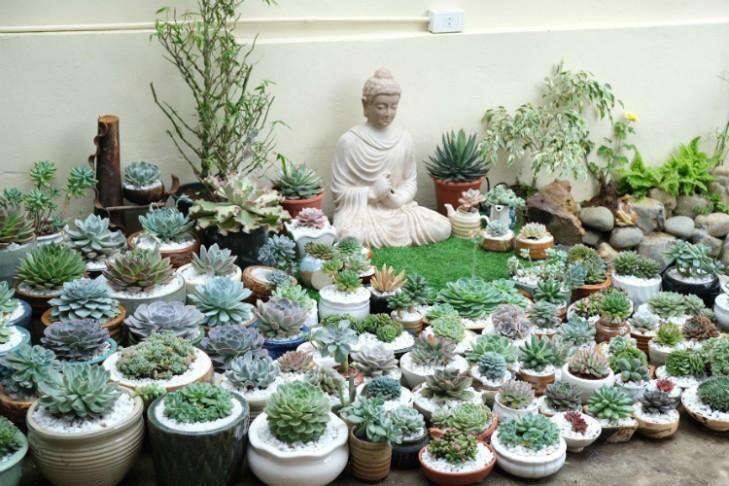 Sen đá và sức sống